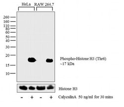 Invitrogen Phospho-Histone H3 (Thr6) Polyclonal Antibody 100 &mu;L; Unconjugated:Antibodies,