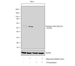Invitrogen Phospho-CHK1 (Ser317) Polyclonal Antibody 100 &mu;L; Unconjugated:Antibodies,