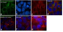 Invitrogen Phospho-EGFR (Tyr1069) Polyclonal Antibody 100 &mu;L; Unconjugated:Antibodies,