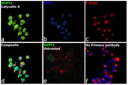 Invitrogen Phospho-MYPT1 (Thr853) Polyclonal Antibody 100 &mu;L | Buy Online | Invitrogen&trade; | Fisher Scientific
