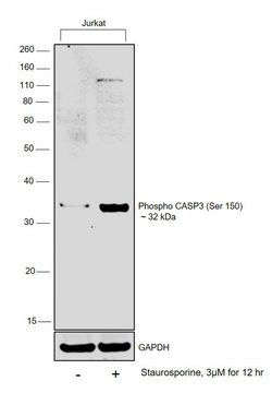 Invitrogen Phospho-Caspase 3 (Ser150) Polyclonal Antibody 100 &mu;L; Unconjugated:Antibodies,