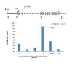 Invitrogen Phospho-Histone H1 (Thr17) Polyclonal Antibody 100 &mu;L; Unconjugated:Antibodies,