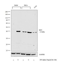 Invitrogen IRF9 Polyclonal Antibody 100 &mu;L; Unconjugated:Antibodies,