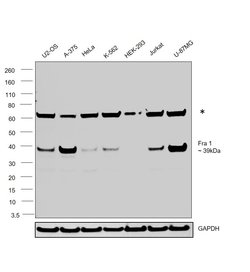 Invitrogen Fra1 Polyclonal Antibody 100 &mu;L; Unconjugated:Antibodies,