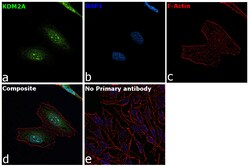 Invitrogen KDM2A Polyclonal Antibody 100 &mu;L; Unconjugated:Antibodies,