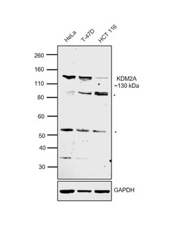 Invitrogen KDM2A Polyclonal Antibody 100 &mu;L; Unconjugated:Antibodies,