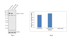 Invitrogen KDM2A Polyclonal Antibody 100 &mu;L; Unconjugated:Antibodies,