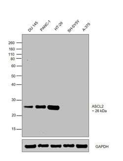 Invitrogen ASCL2 Polyclonal Antibody 100 &mu;L; Unconjugated:Antibodies,