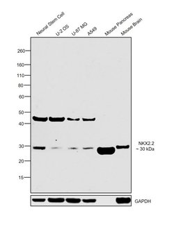 Invitrogen Nkx2.2 Polyclonal Antibody 100 &mu;L; Unconjugated:Antikroppar