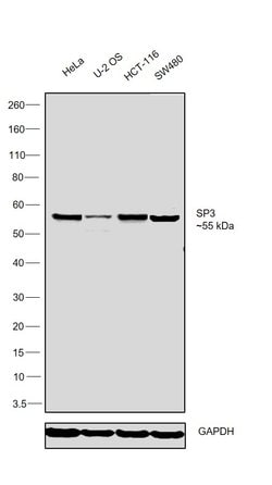 Invitrogen SP3 Polyclonal Antibody 100 &mu;L | Buy Online | Invitrogen&trade; | Fisher Scientific