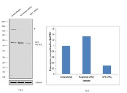 Invitrogen SP3 Polyclonal Antibody 100 &mu;L | Buy Online | Invitrogen&trade; | Fisher Scientific