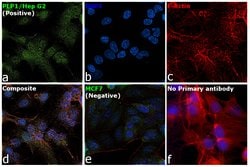Invitrogen PLP1 Polyclonal Antibody 100 &mu;L | Buy Online | Invitrogen&trade; | Fisher Scientific