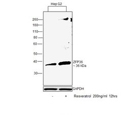 Invitrogen ZFP36 Polyclonal Antibody 100 &mu;L; Unconjugated:Antibodies,