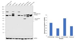 Invitrogen BRD3 Polyclonal Antibody 100 &mu;L; Unconjugated:Antibodies,