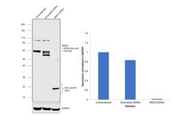 Invitrogen BRD3 Polyclonal Antibody 100 &mu;L; Unconjugated:Antibodies,