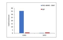 Invitrogen CBX7 Polyclonal Antibody 100 &mu;L | Buy Online | Invitrogen&trade; | Fisher Scientific