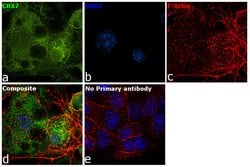 Invitrogen CBX7 Polyclonal Antibody 100 &mu;L | Buy Online | Invitrogen&trade; | Fisher Scientific