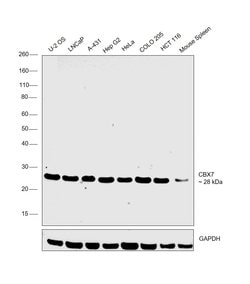 Invitrogen CBX7 Polyclonal Antibody 100 &mu;L | Buy Online | Invitrogen&trade; | Fisher Scientific