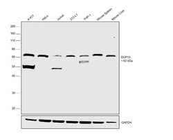 Invitrogen DCP1A Polyclonal Antibody 100 &mu;L; Unconjugated:Antibodies,