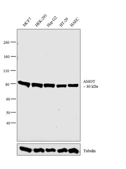 Invitrogen AMOT Polyclonal Antibody 100 &mu;L; Unconjugated:Antibodies,