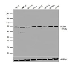 Invitrogen MCM7 Polyclonal Antibody 100 &mu;L; Unconjugated:Antibodies,
