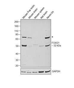 Invitrogen FOXG1 Polyclonal Antibody 100 μL; Unconjugated:Antibodies,