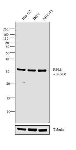 Invitrogen RPL8 Polyclonal Antibody 100 &mu;L | Buy Online | Invitrogen&trade; | Fisher Scientific