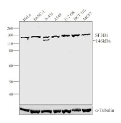 Invitrogen SF3B1 Polyclonal Antibody 100 &mu;L; Unconjugated:Antibodies,