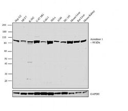 Invitrogen Aconitase 1 Polyclonal Antibody 100 &mu;L; Unconjugated:Antibodies,
