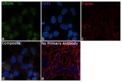 Invitrogen SRSF6 Polyclonal Antibody 100 &mu;L; Unconjugated:Antibodies,