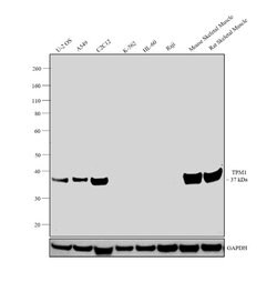 Invitrogen TPM1 Polyclonal Antibody 100 &mu;L; Unconjugated:Antibodies,