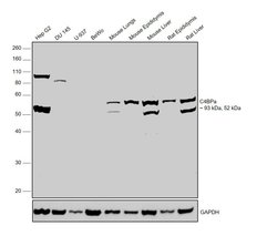 Invitrogen C4BPA Polyclonal Antibody 100 &mu;L; Unconjugated:Antibodies,