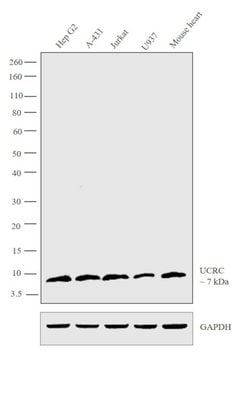 Invitrogen UCRC Polyclonal Antibody 100 &mu;L; Unconjugated:Antibodies,
