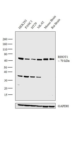 Invitrogen RHOT1 Polyclonal Antibody 100 &mu;L; Unconjugated:Antibodies,