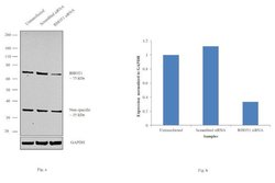 Invitrogen RHOT1 Polyclonal Antibody 100 &mu;L; Unconjugated:Antibodies,