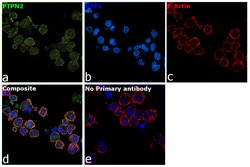 PTPN2 Polyclonal Antibody, Invitrogen 100 &mu;L; Unconjugated:Antibodies,