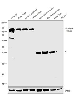 Invitrogen CNTNAP1 Polyclonal Antibody 100 &mu;L | Buy Online | Invitrogen&trade; | Fisher Scientific