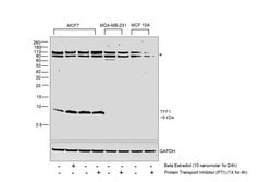 Invitrogen TFF1 Polyclonal Antibody 100 &mu;L; Unconjugated:Antibodies,