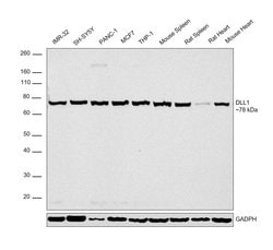 Invitrogen DLL1 Polyclonal Antibody 100 &mu;L; Unconjugated:Antibodies,