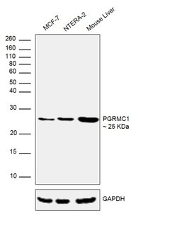 PGRMC1 Polyclonal Antibody:Antibodies, Polyclonal