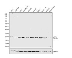 Invitrogen ARF6 Polyclonal Antibody 100 &mu;L; Unconjugated:Antibodies,