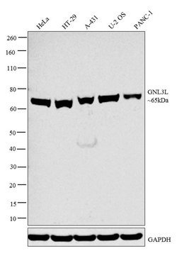 Invitrogen GNL3L Polyclonal Antibody 100 &mu;L; Unconjugated:Antibodies,