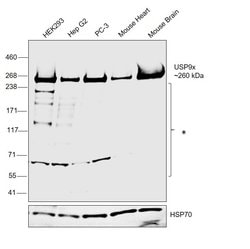 Invitrogen USP9X Polyclonal Antibody 100 &mu;L; Unconjugated:Antibodies,