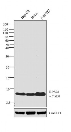 Invitrogen RPS28 Polyclonal Antibody 100 &mu;L; Unconjugated:Antibodies,