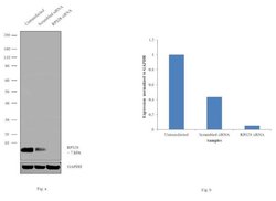 Invitrogen RPS28 Polyclonal Antibody 100 &mu;L; Unconjugated:Antibodies,