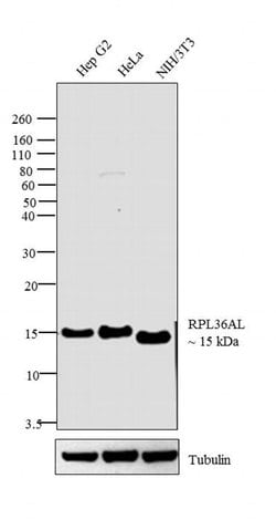 Invitrogen RPL36AL Polyclonal Antibody 100 &mu;L; Unconjugated:Antibodies,