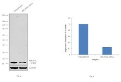 Invitrogen RPL36AL Polyclonal Antibody 100 &mu;L; Unconjugated:Antibodies,
