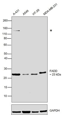 Invitrogen FADD Polyclonal Antibody 100 &mu;L; Unconjugated:Antibodies,