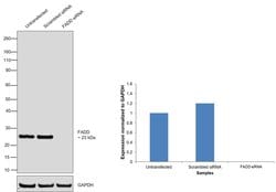Invitrogen FADD Polyclonal Antibody 100 &mu;L; Unconjugated:Antibodies,