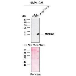 Invitrogen Midkine Polyclonal Antibody 100 &mu;g; Unconjugated:Antibodies,